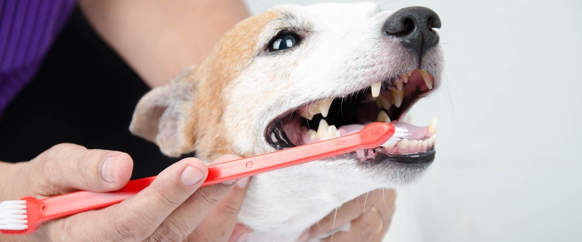 Чистка зубов у собак в домашних условиях